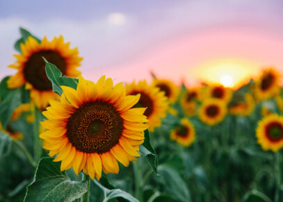 Sunflower Shuffle Benefiting the HEADstrong