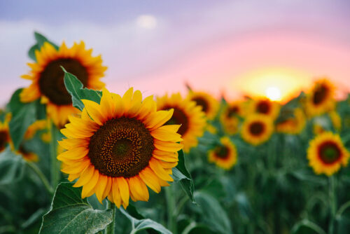 Sunflower Shuffle Benefiting the HEADstrong